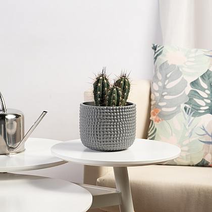 Cactus Tenerife Grey thumbnail 1