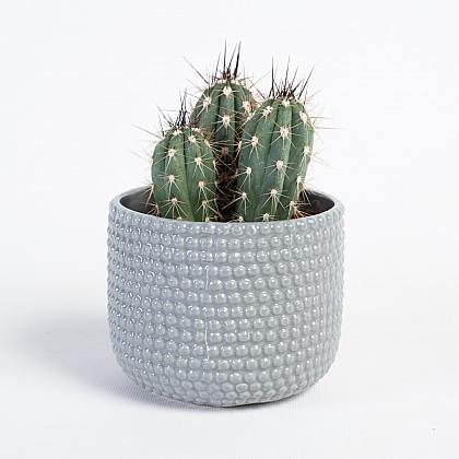 Cactus Tenerife Grey thumbnail 0