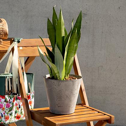 Sansevieria Mondschein thumbnail 2