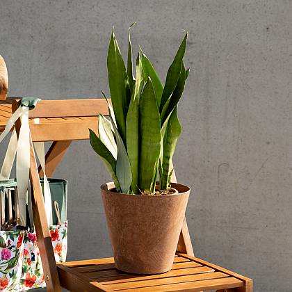 Sansevieria Mondschein thumbnail 3
