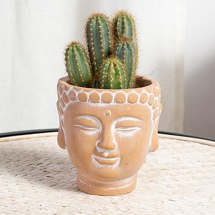 Macetero Buda XS con Cactus thumbnail 0
