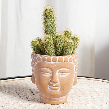 Macetero Buda XS con Cactus thumbnail 1