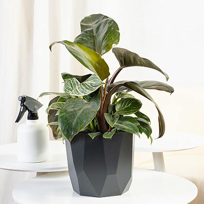 Philodendron Birkin thumbnail 0