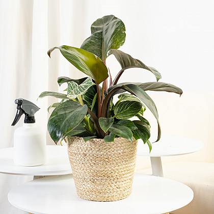 Philodendron Birkin thumbnail 1