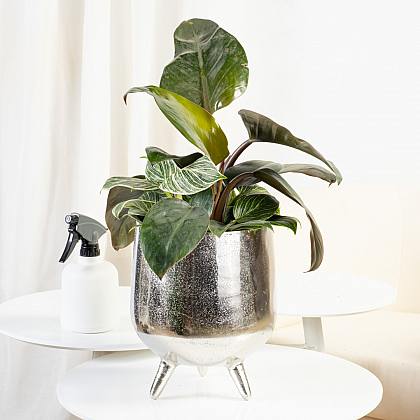 Philodendron Birkin thumbnail 2