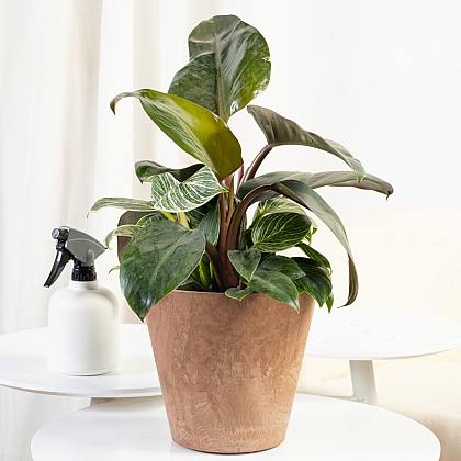 Philodendron Birkin thumbnail 3