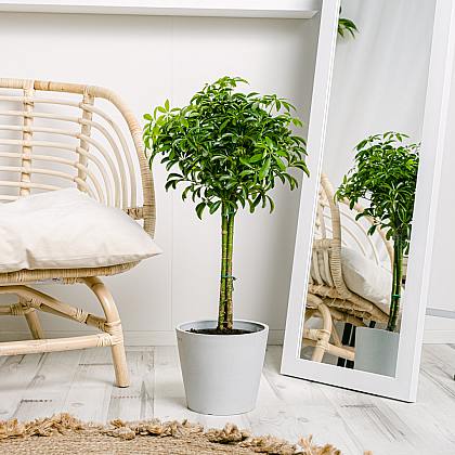 Schefflera M thumbnail 6