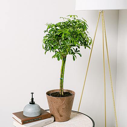 Schefflera M thumbnail 4