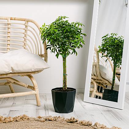 Schefflera M thumbnail 3