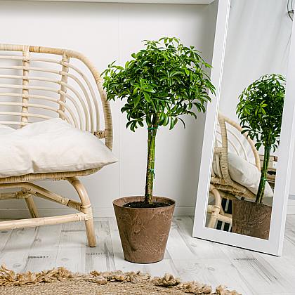 Schefflera M thumbnail 7