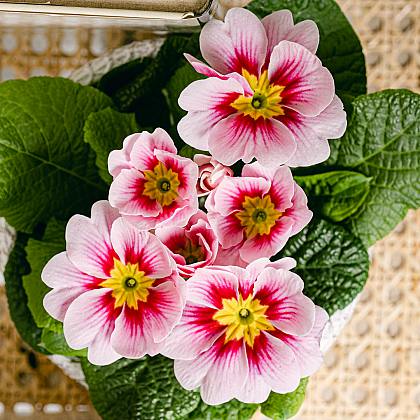 Pink primrose thumbnail 6