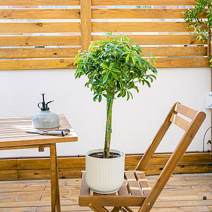 Schefflera M thumbnail 0
