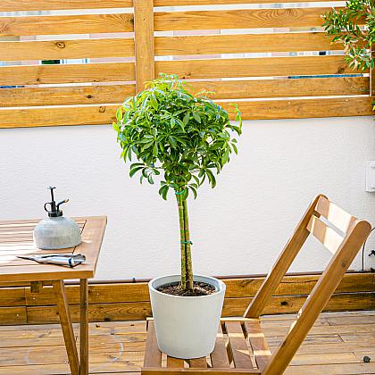 Schefflera M thumbnail 2