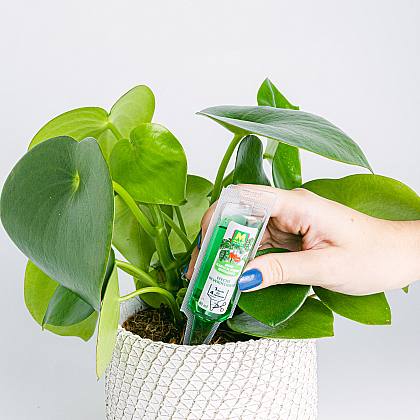 Abono líquido para Plantas Verdes thumbnail 1