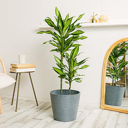 Dracena Lemon XL thumbnail 2