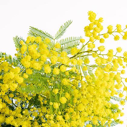 Ramillete de Mimosa thumbnail 1