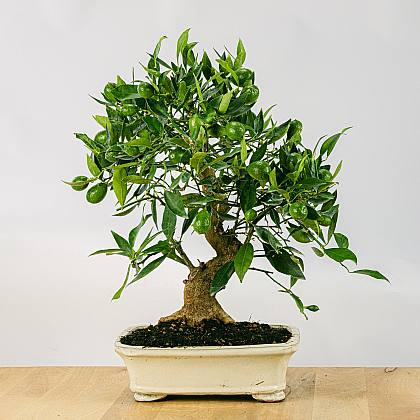 Bonsai Citrus Limencuat 19 anni thumbnail 0