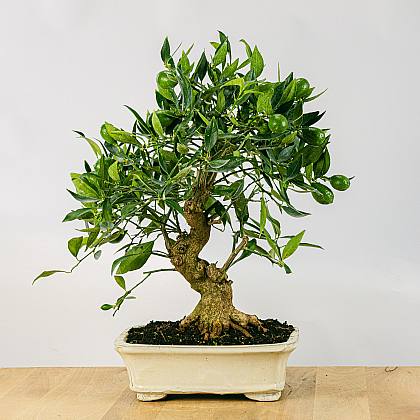 Bonsai Citrus Limencuat 19 anni thumbnail 1