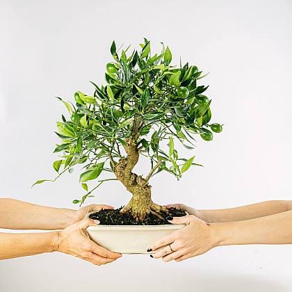 Bonsai Citrus Limencuat 19 anni thumbnail 3