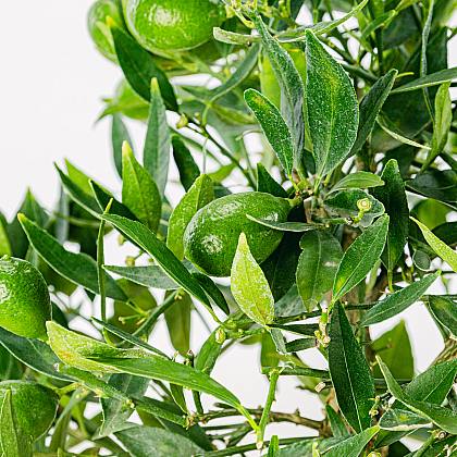 Bonsai Citrus Limencuat 19 anni thumbnail 2
