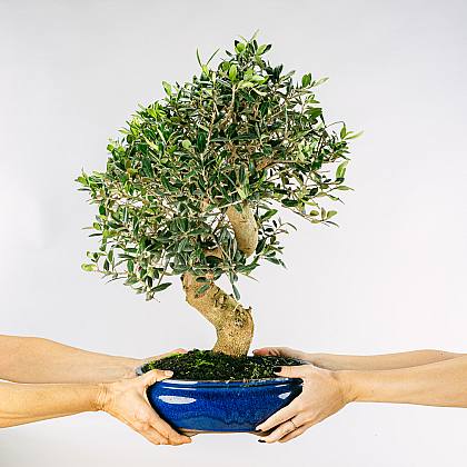 Bonsai 21 anni Ulivo thumbnail 3