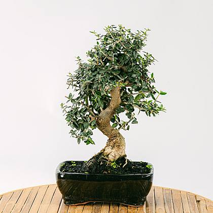 Bonsai 10 años Olea sylvestris thumbnail 0