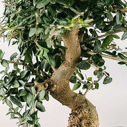 Bonsai 10 años Olea sylvestris thumbnail 1