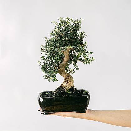 Bonsai 10 años Olea sylvestris thumbnail 2
