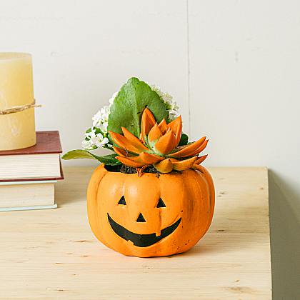 Calabaza Kalanchoe thumbnail 1