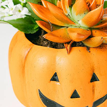 Calabaza Kalanchoe thumbnail 2