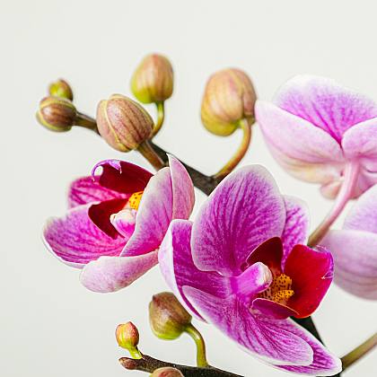Orquídea Branca thumbnail 3