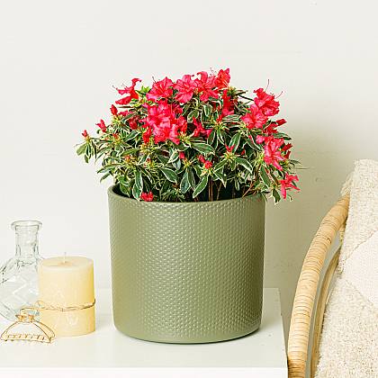 Jardinière Era Green- M/21cm thumbnail 2
