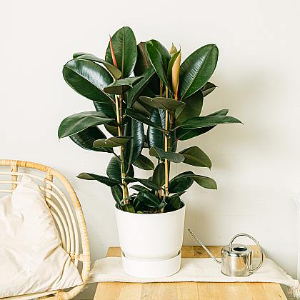 Ficus Elastica Abidjan thumbnail 1