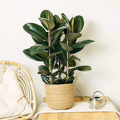 Ficus Elastica Abidjan thumbnail 2