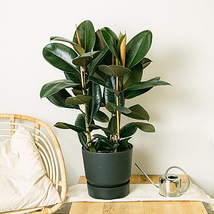 Ficus Elastica Abidjan thumbnail 3