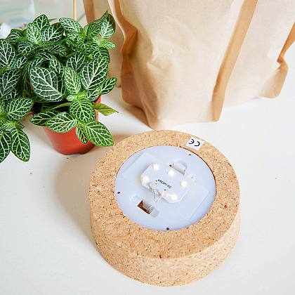 Winter Wonderland Terrarium DIY thumbnail 2